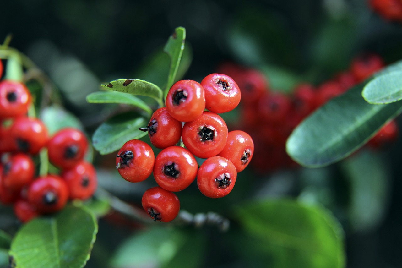 热刺迎来了 热刺迎来了